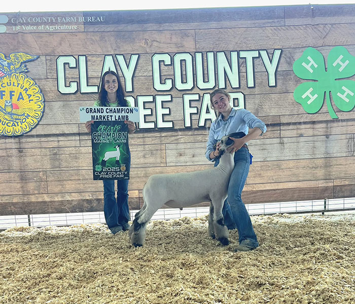 Grand Champion Market Lamb, Clay County Fair - Kansas Grand Champion Market Lamb, Clay County Fair - Kansas